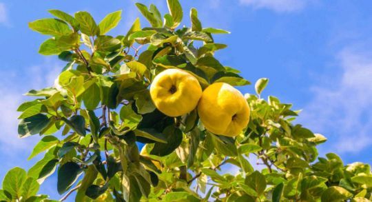 Pomi fructiferi La Ghiveci (Gutui )