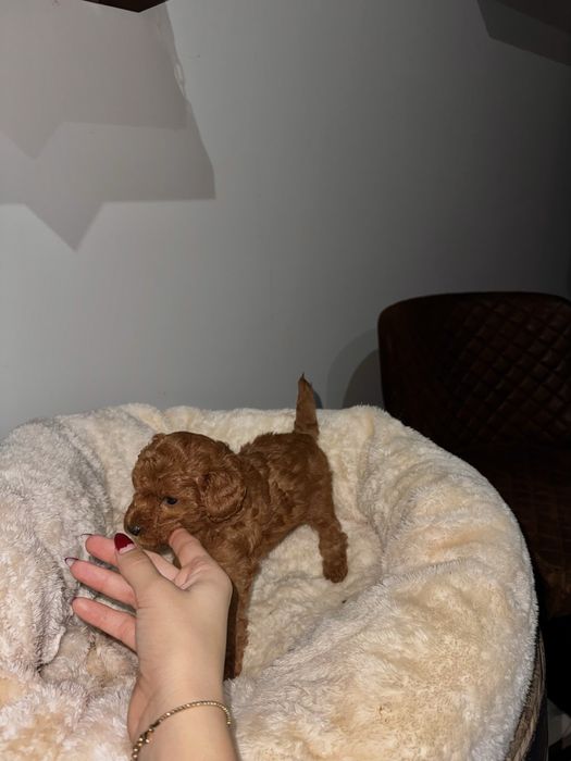 Той пудели/ Toy poodle