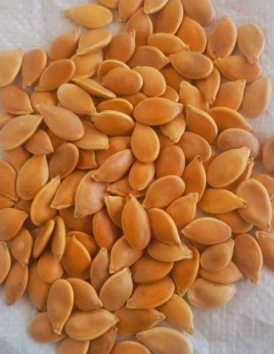 Osh qovoq urugʻi bor. Qovoq yogʻi  оптим