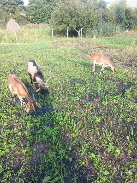 Vind trei capre și un țap