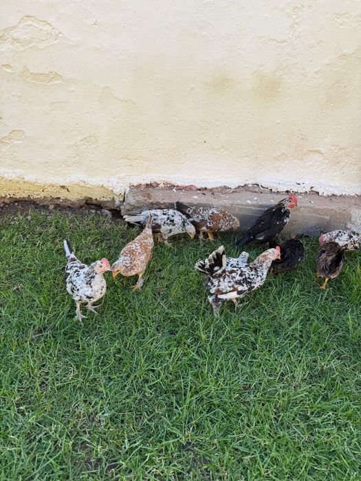 Gaini/Lilici/Pitici de vanzare