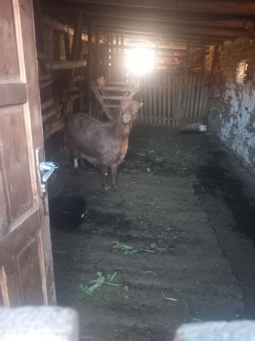 Capre tinere și cuminți