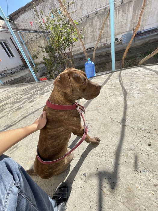 Pit-Buteler amerikaskiy