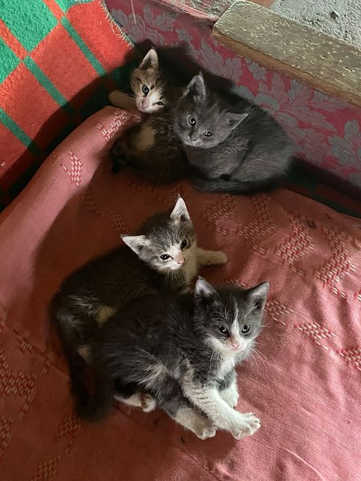 Котята домашние в добрые руки