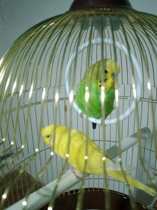 папугай бир пара