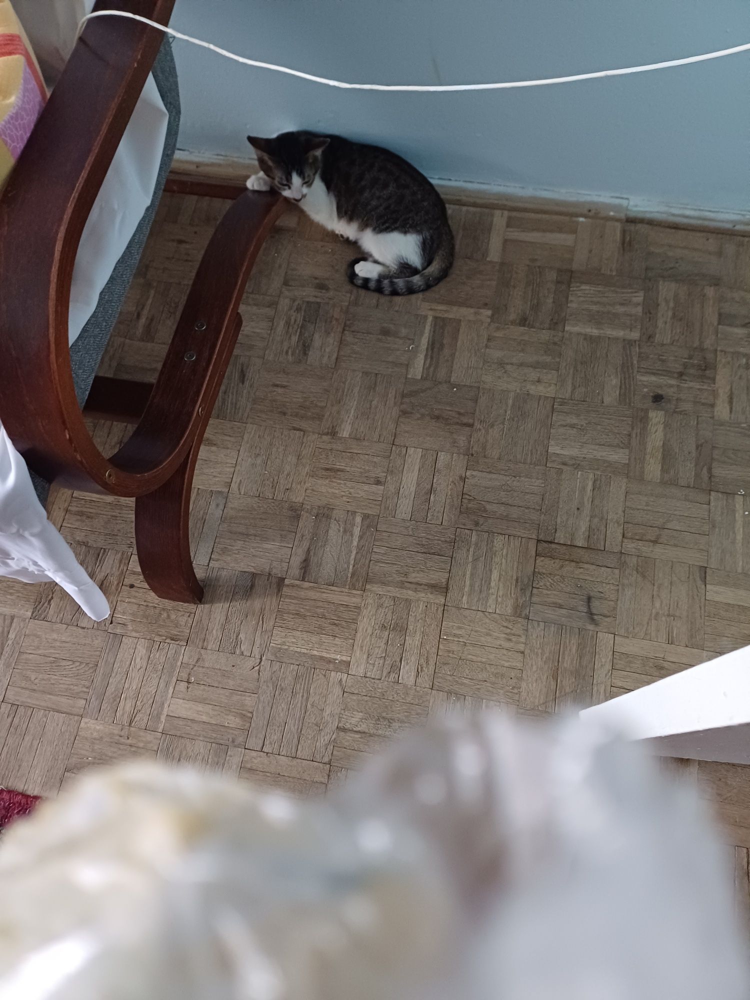 Motanai de dat spre adopție