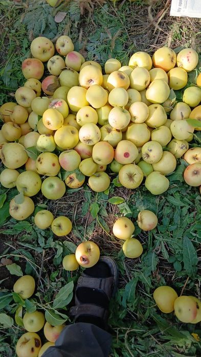 Продам яблоки после сортировки 3 сорт 100 т.