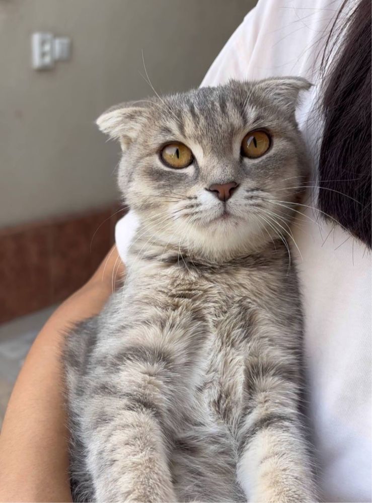 Продается кошка (шотландская висолуха)