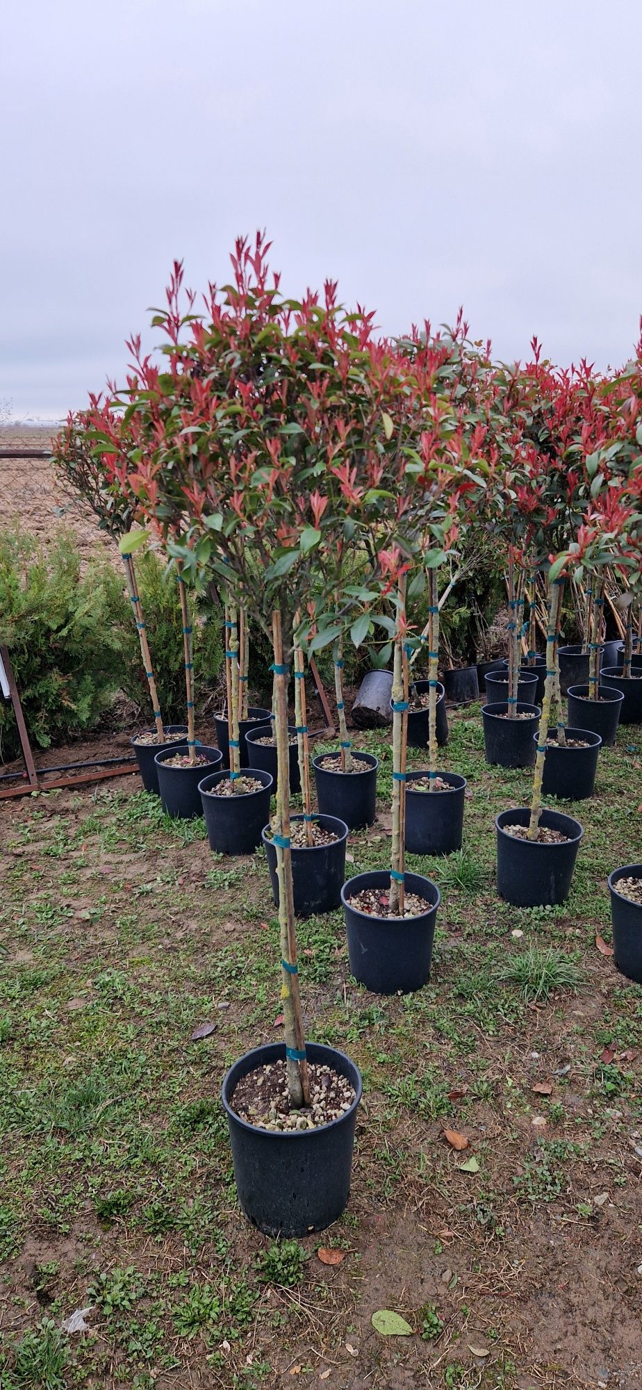 Photinia pe tija - leylandi cupressocyparis