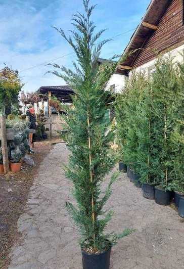 Plante Decorative