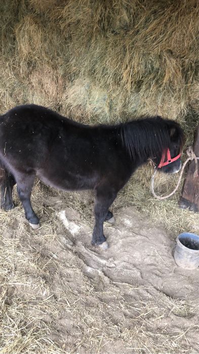 Vand poneita gestanta de 3 ani