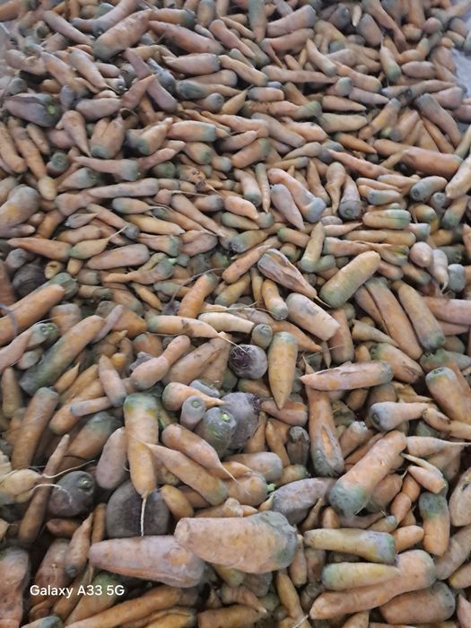 Моллик сабзи сотилади.