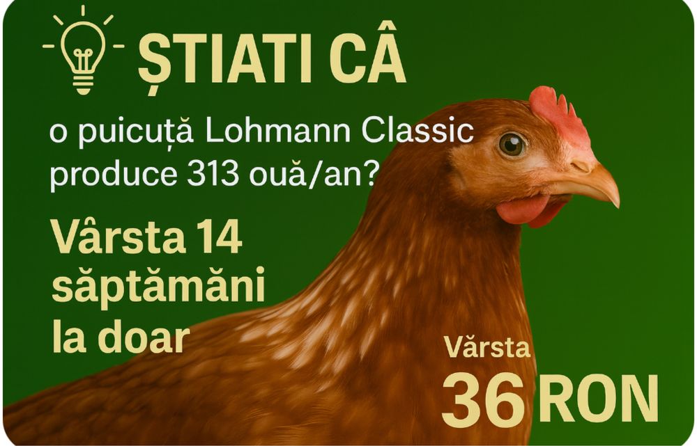 Puicute ouataoare direct de la ferma!