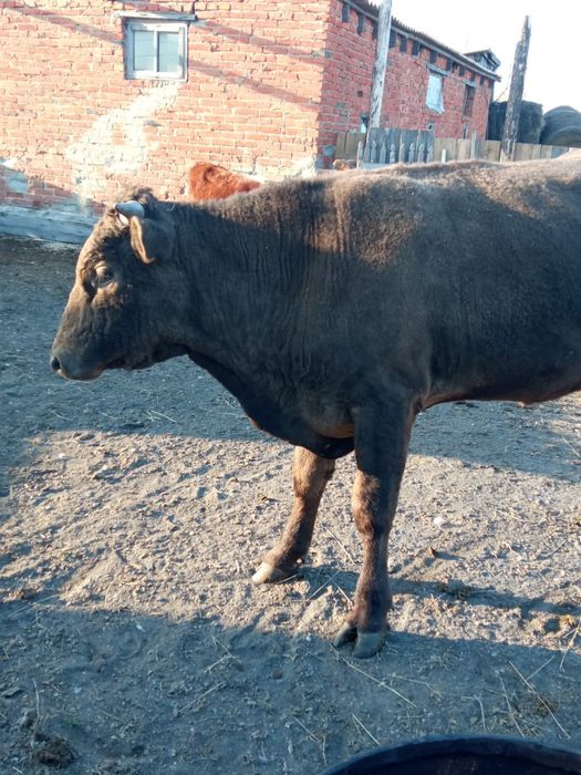 Продам быков на мясо