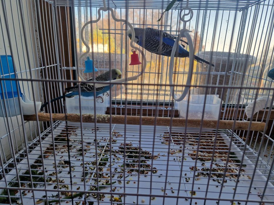 Попугай парочка с клеткой