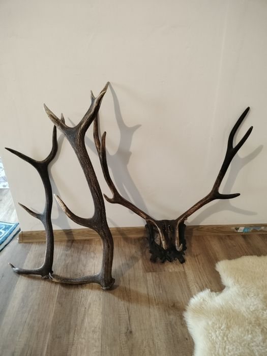 Coarne de cerb de vânzare