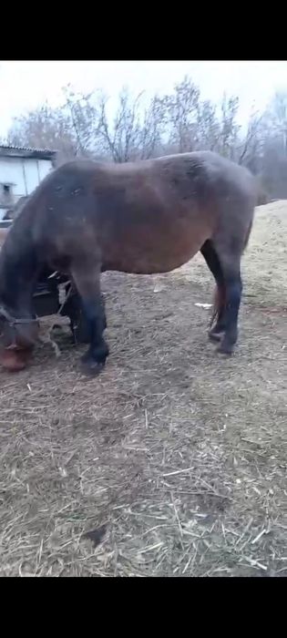 Продам кабылу жиребую