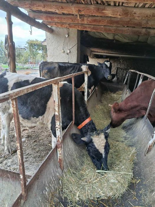 Зотдор Сигир сотилади