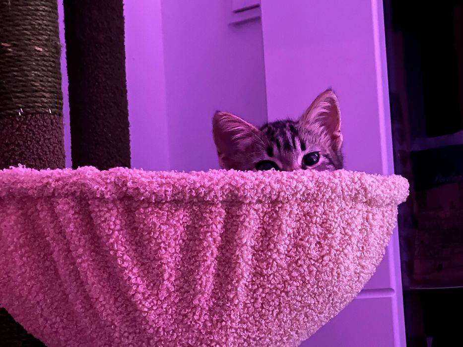 котенце търси дом