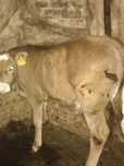 Vint taur și vitea angus