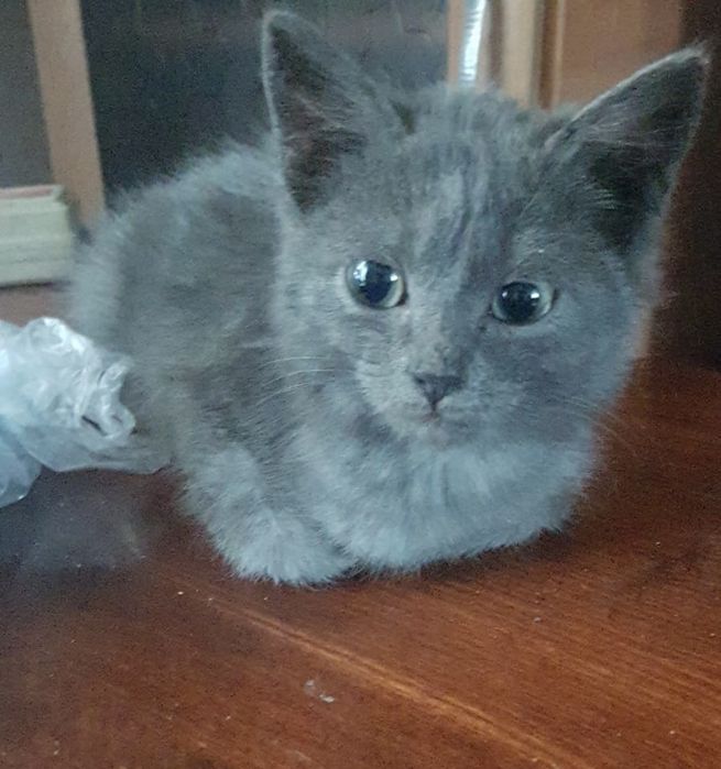 Отдам британских котят 2 месяца