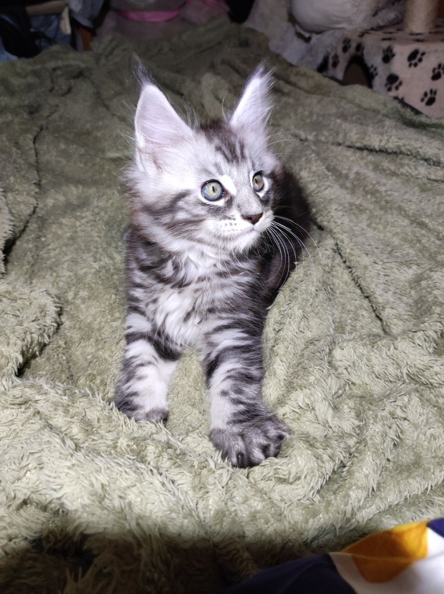 Мейн Куун котенца