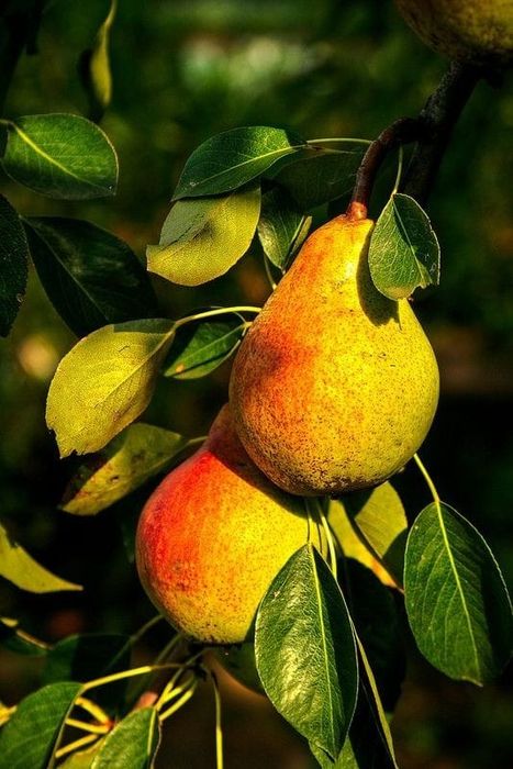 Aluni.Pawulonia.Cires.Prun.Nuci.Castan.Migdal>RO.Plantare.Coacaz.Afin