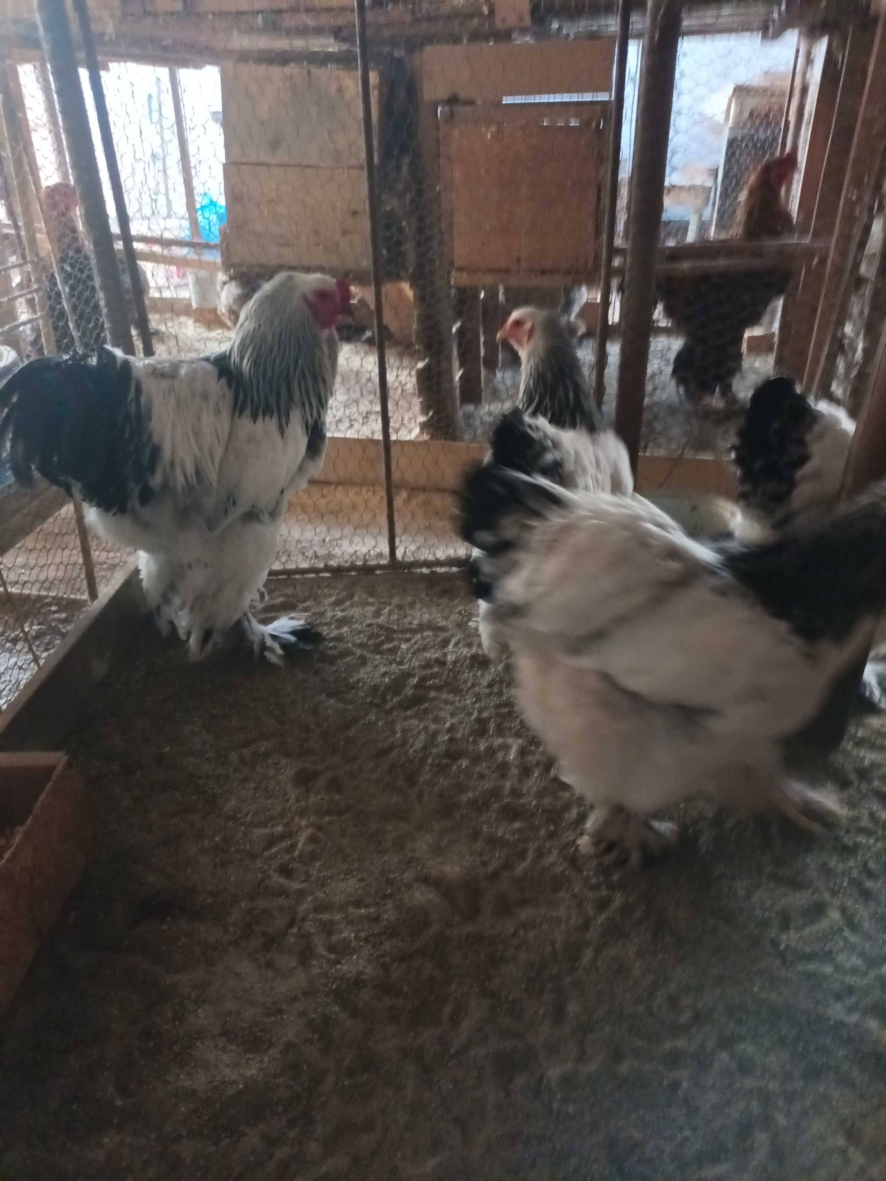 Oua de incubat brahma si cochinchina