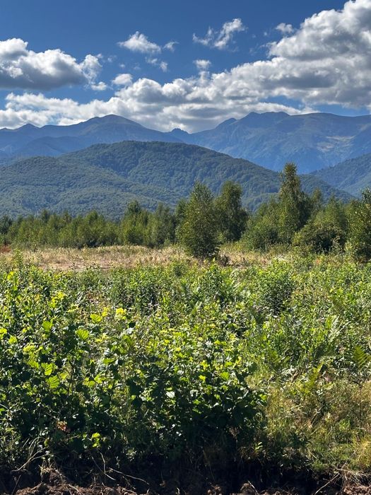 Se vinde teren Valea Avrigului intravilan
