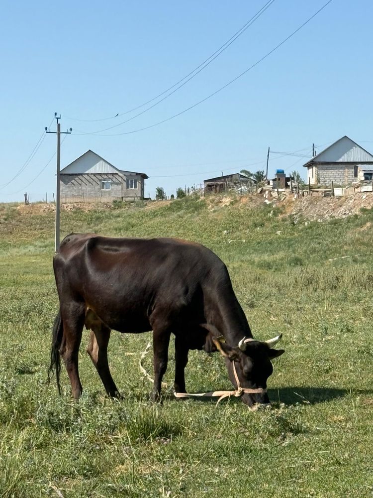 Продам   корову