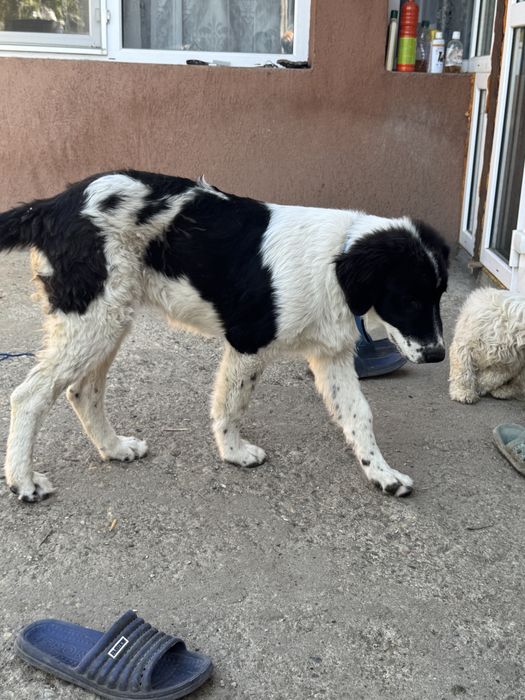 Femela Ciobanesc de Bucovina
