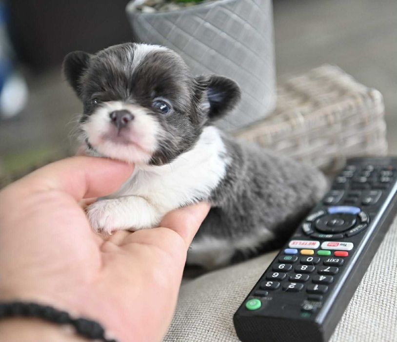 Женско мини чихуахуа бяло синьо