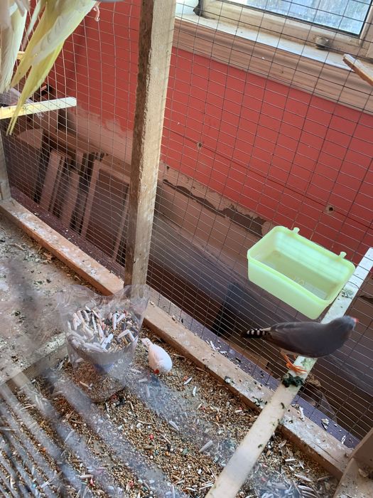 Karella Valnistiy Amadink