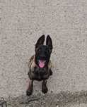 Ciobănesc belgian malinois femela cu pedigree