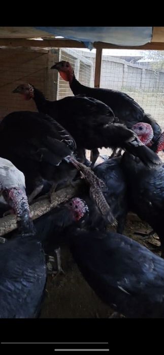 курка сотилади Тошкент