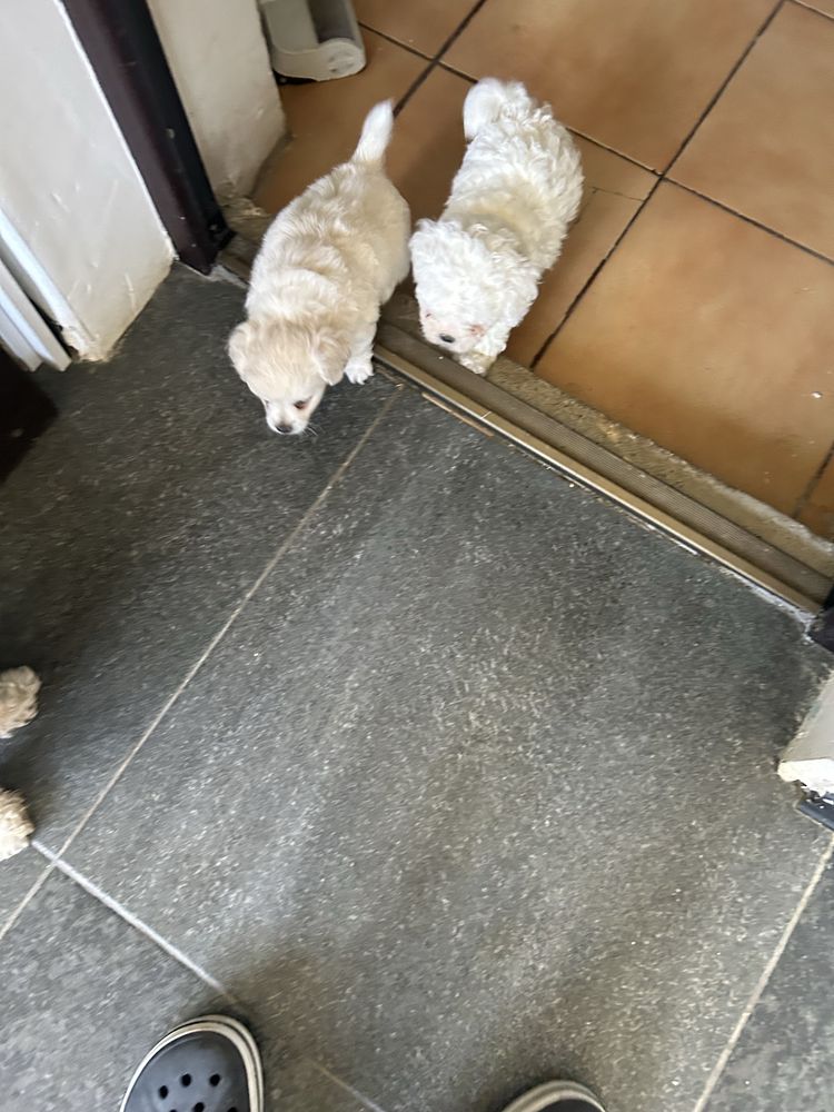 Bichon maltez mini mascul