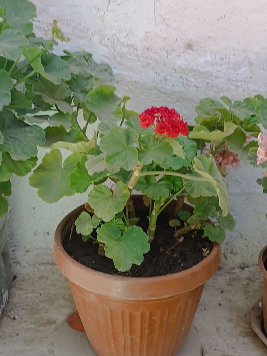 Герань многолетный