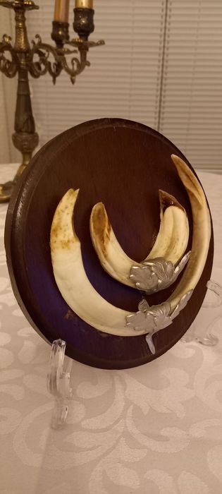 Немски трофеи диво прасе, документ, трофей