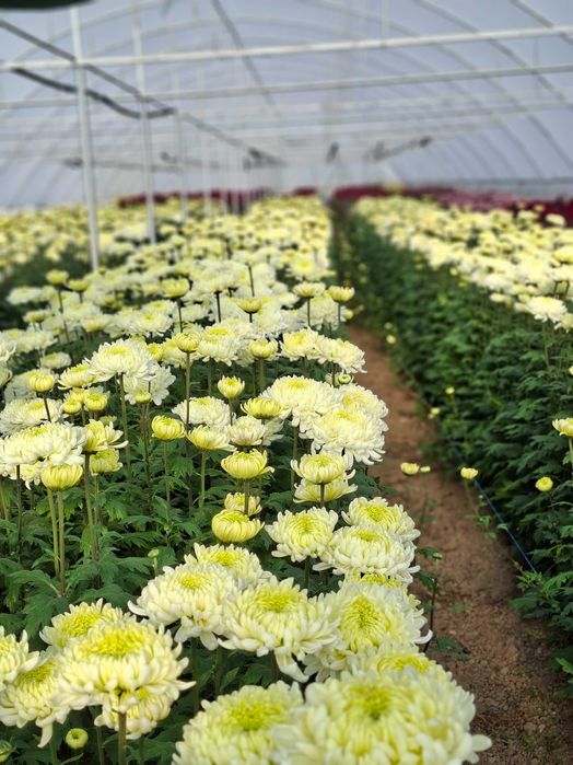 Vand Crizantema en-gros