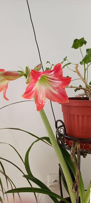 Кливия оранжеви цветове