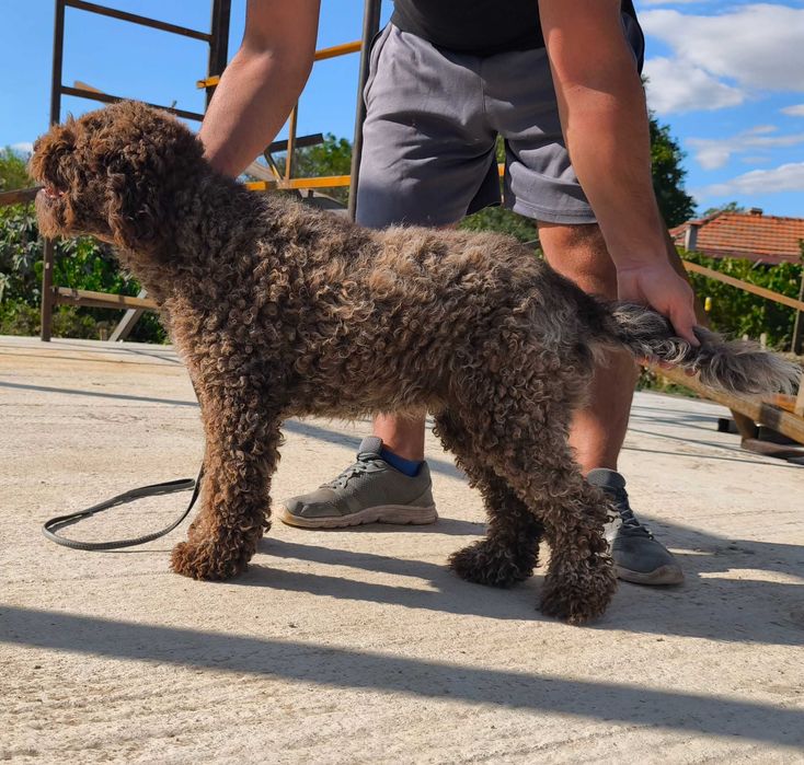 Лагото Романьоло