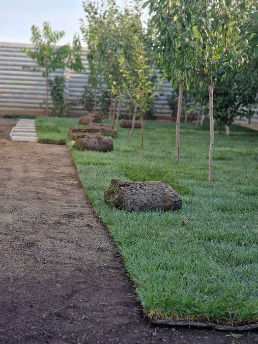 Gazon natural rulouri sau semințe