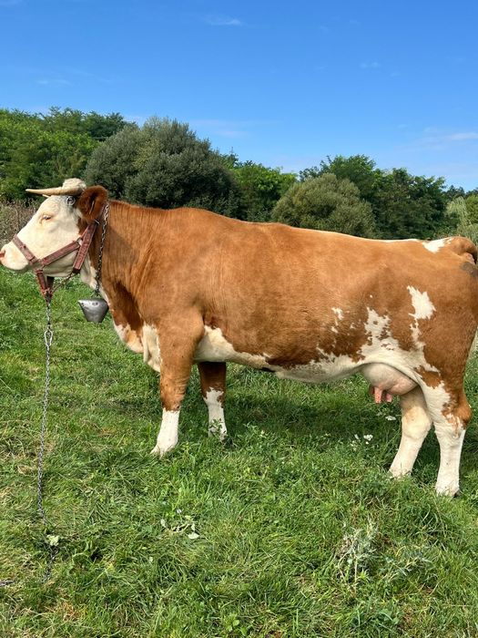 Vând vacă  gestantă in 2 luni cu al 3 vițel, pascatoare, blândă