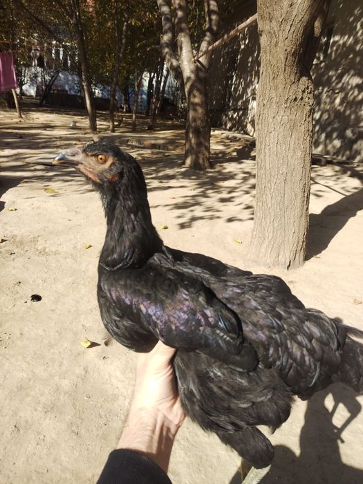 Joja tovuq tovuqlar товуклар, jojalar, жожа, жожалар