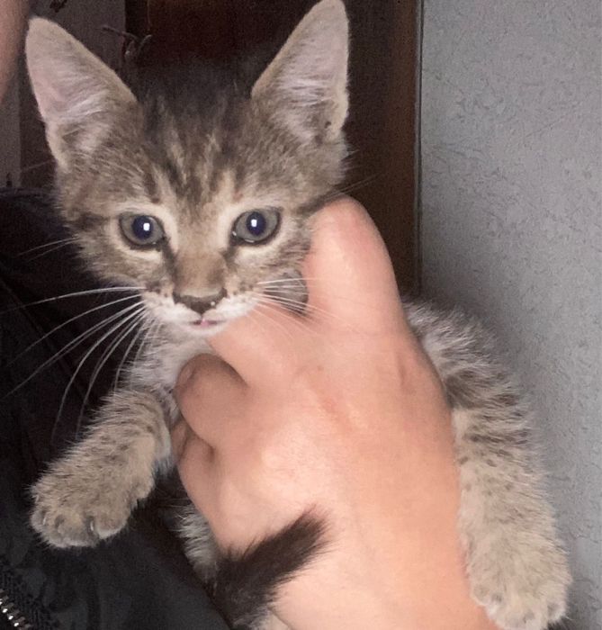 Котенок, девочка 1 месяц