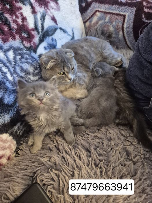 Отдам котят в хорошие ручки.