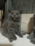 Toza zotli Scottish Fold mushuklari boshqa turlari ham bor