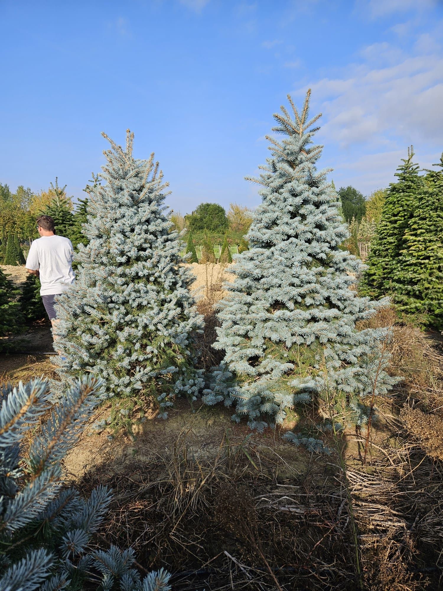 Brad argintiu la ghiveci ( vand brazi argintii hoopsii ) abies, picea.