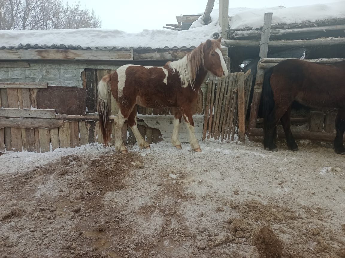 Продам двух лошадей кунаны 3-х летки