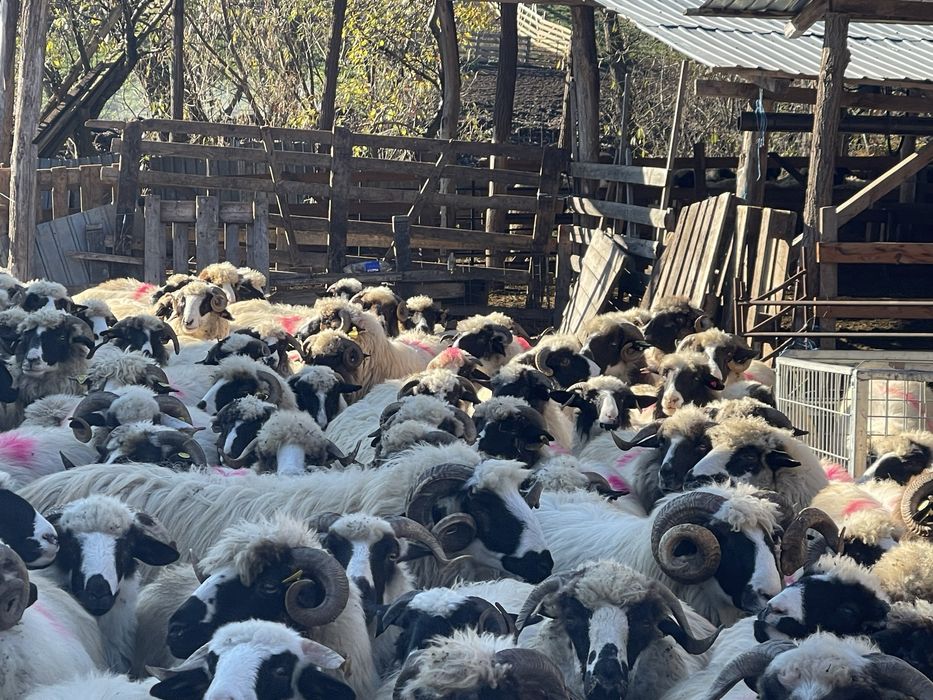 Anunț de vanzare :oi breze